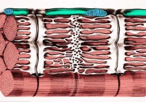 肌小節(jié)中有哪些成分 肌肉起點(diǎn)的名詞解釋