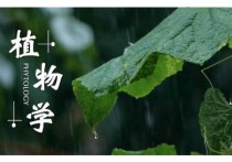 植物學(xué)大一怎么學(xué) 植物學(xué)基礎(chǔ)怎么學(xué)？