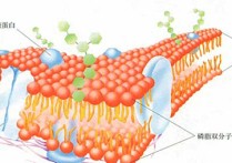 生物方面考研什么好處 生物專業(yè)考研可以嗎