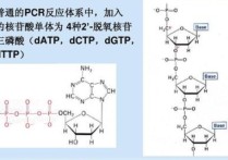 dtmp是什么轉變而來的 核苷酸代謝有關的發(fā)病機制