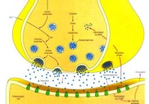 什么是電突觸傳遞 突觸之間信息傳遞的過(guò)程