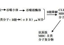 mha是什么醫(yī)學(xué) csee碩士錄取條件