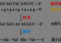 為什么說rna轉錄為不對稱轉錄. rna為什么不穩(wěn)定