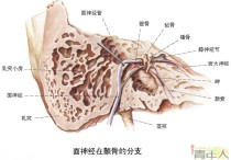 顯露面神經(jīng)主干有哪些標(biāo)志 面神經(jīng)的五個分支及損傷后的表現(xiàn)