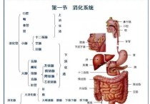 小腿呼吸道學位在什么地方 學習局部解剖學的5個小技巧